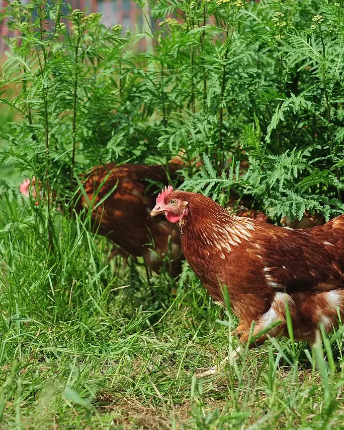 Poulet