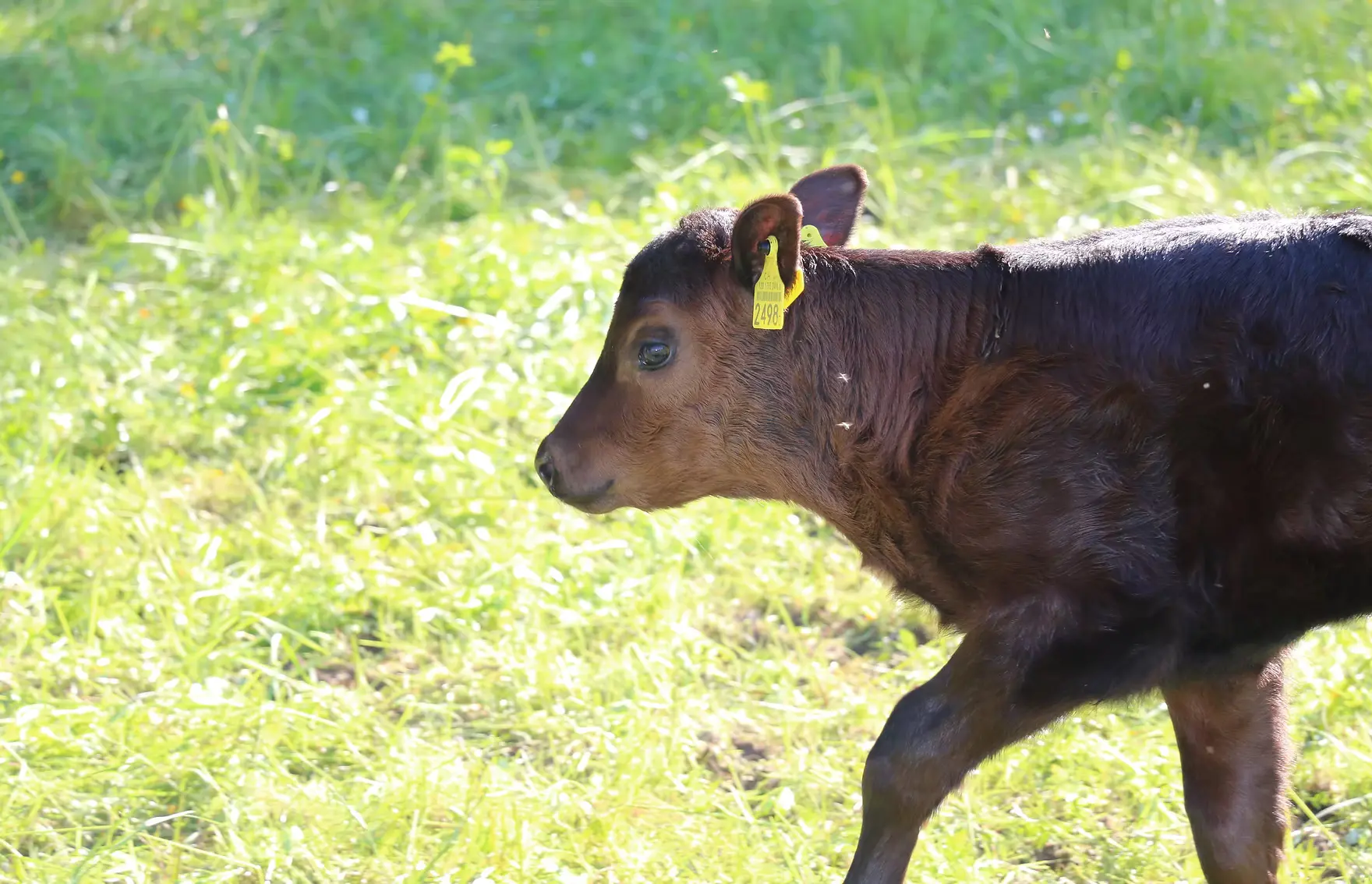 Kalb