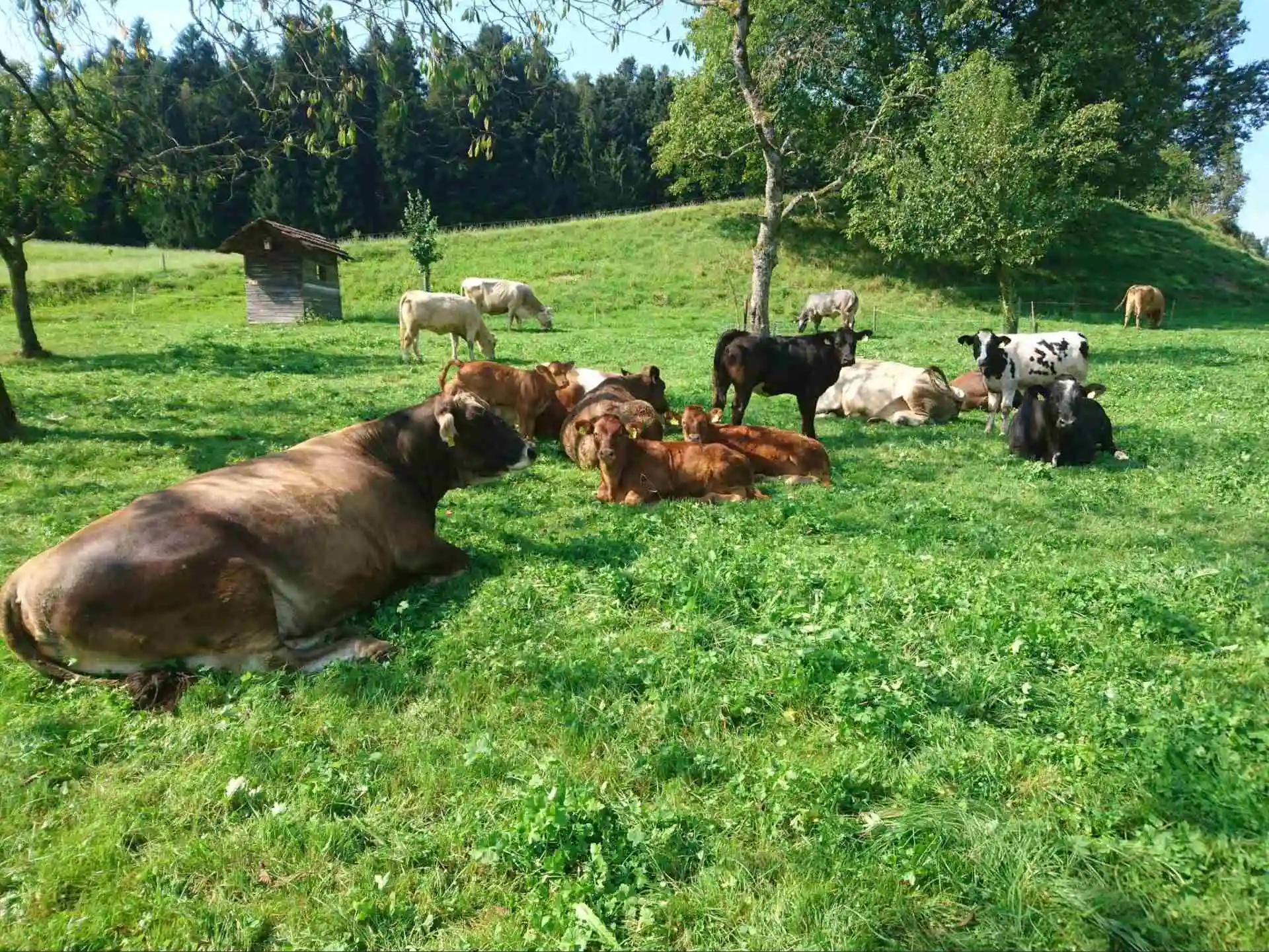 Kühe auf der Weide in Hinteregg